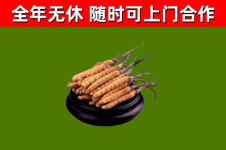 易县烟酒回收冬虫夏草.jpg