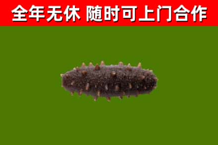 易县烟酒回收干海参.jpg